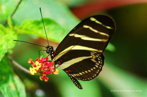 Zebra Longwing Butterfly Nature