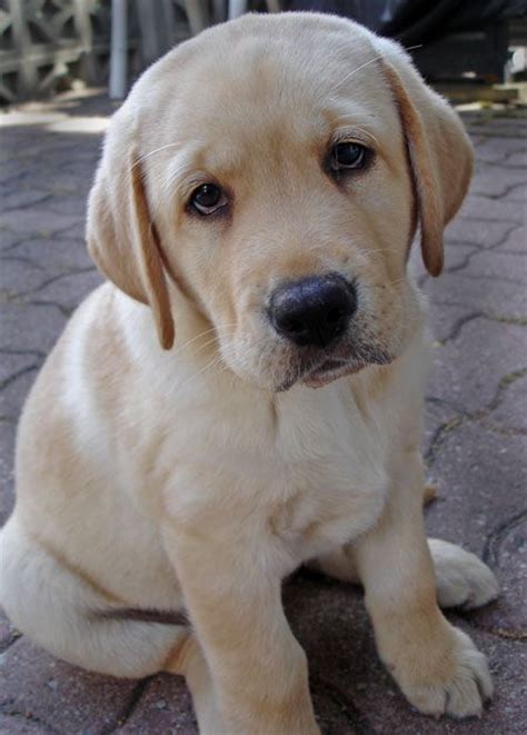A Sweet Sad Face Yeah Right This A Lab Puppy We Have Here