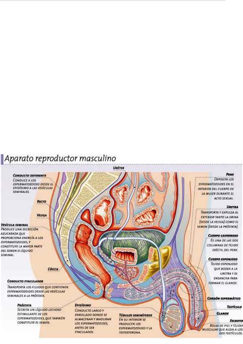 Aparato Reproductor Masculino