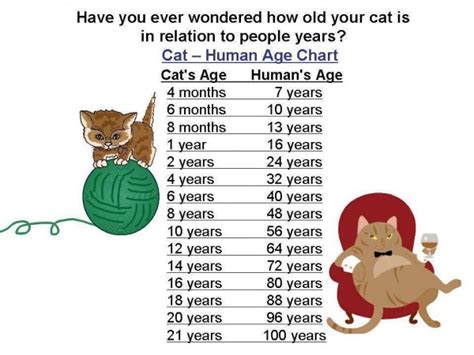 When creating a warrior, it is important to know what their age is. Pet Age Calculator | How To Instructions
