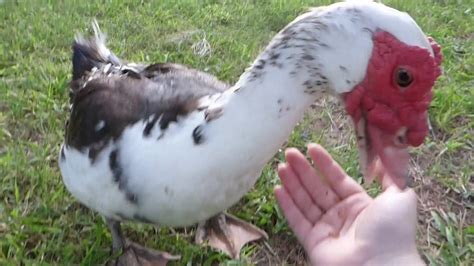 Feeding Muscovy Ducks Youtube