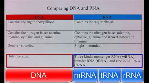 Comparison Of Dna And Rna Youtube