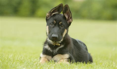 German Shepherd Dog Breed Information