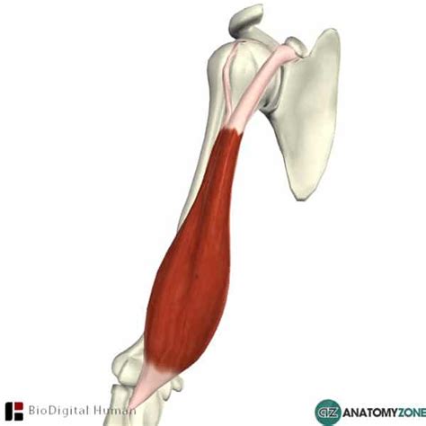 Biceps Brachii • Musculoskeletal • Anatomyzone