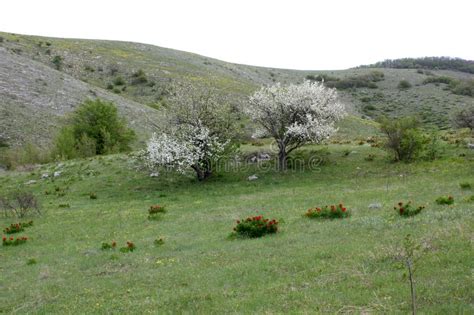 Russland ist stolz auf seine landschaftsmaler ajwasowskij & co. Landschaft Von Krim Im Sommer, Russland Stockfoto - Bild ...