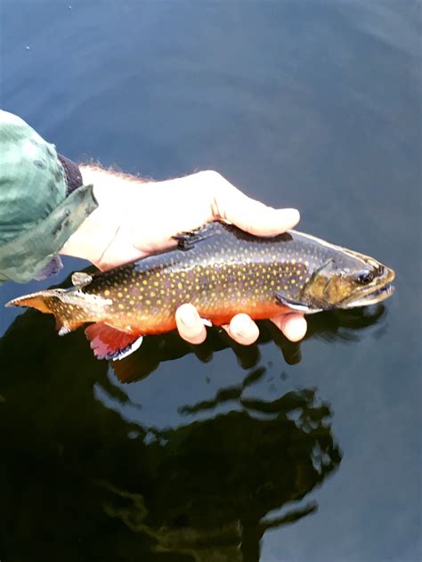 November On The Ponds Still Water Fly Fishing Maine Fly Fish
