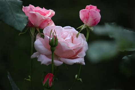 Rosas Flor Foto Gratuita No Pixabay Pixabay