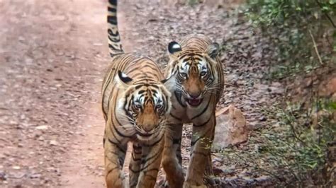 Tourists Enjoy Wildlife Safaris In Ranthambore Amid Strict Safety Measures