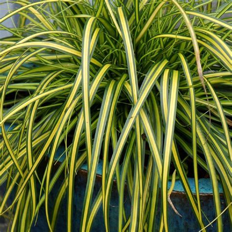 Southern Living Plant Collection 25 Qt Eversheen Carex 0730q The