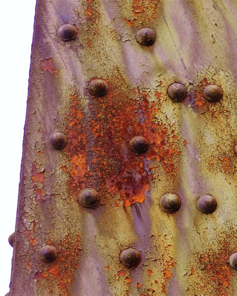 Rose In Rust Photograph By Charles Lucas Fine Art America