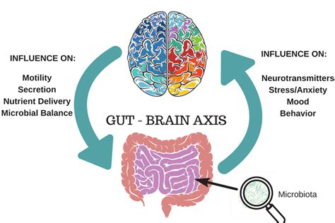 The Gut Brain Connection Snowboard Health Coach And Personal Trainer