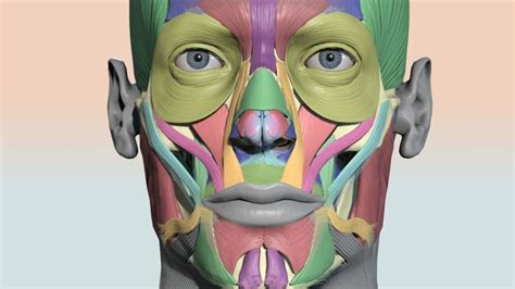 Colourcoded Head Muscle Chart By Anatomy Next Head Muscles Anatomy