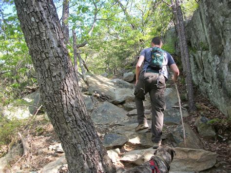 Peaceful Dog Remembering Mom In White Oak Canyon