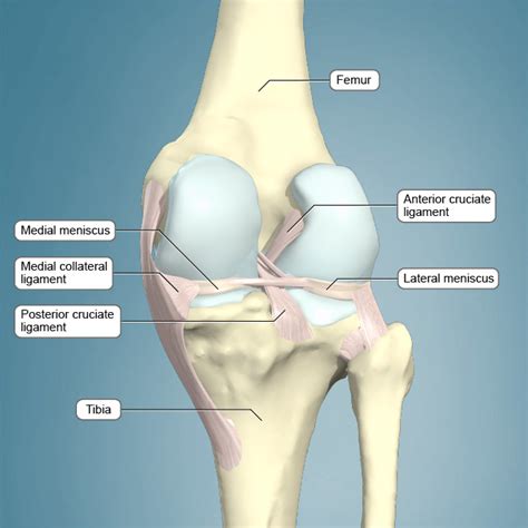 Anatomy Of The Knee Ligaments Anatomy Drawing Diagram