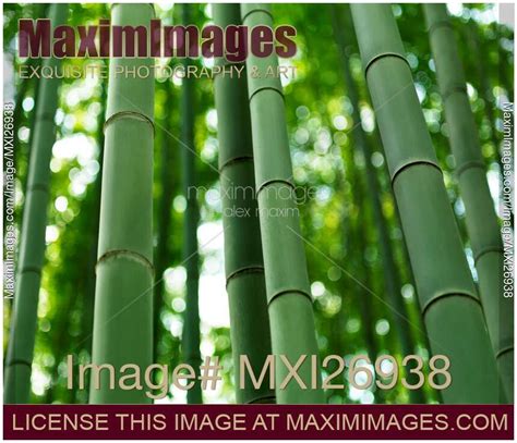 Photo Of Bamboo Forest Stems Clsoeup Stock Image Mxi26938