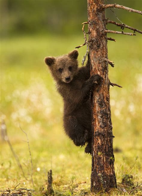 Bear Cubs Stand To Attention As They Frolic In Finland Swamp Daily
