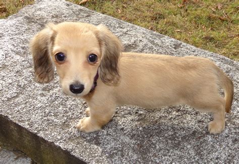 Cute English Cream Mini Dachshund Puppy Weenie Dogs Dachshund Mini