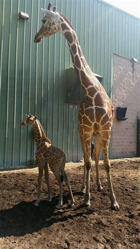 tallest giraffe calf   jacksonville zoo zooborns