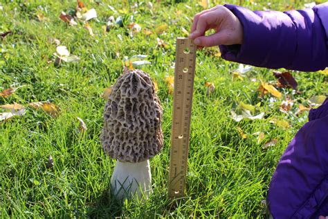 Giant Morel Mushroom For Landscape Or Garden Realistic Etsy