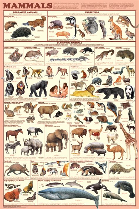 Welcome to Pet Lovers Centre: Mammals