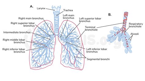 Anatomy Of The Lungs And Tracheobronchial Tree Osmosis