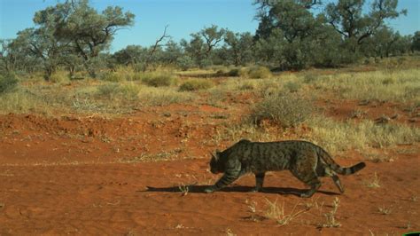 researcher catches huge feral cats on camera roaming in australian outback the courier mail