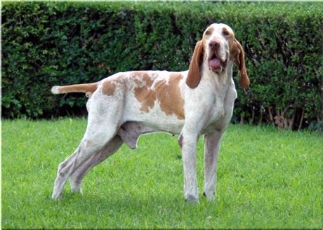 Bracco italianos are adapted to all types of hunting, reliable, endowed with an excellent ability to understand, docile and easy to train. PiesPoradnik.pl - Wyżeł włoski krótkowłosy