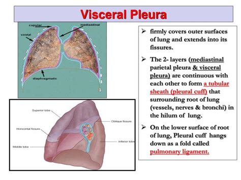 Visceral And Parietal Pleura
