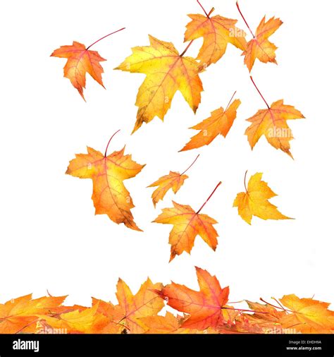 Maple Leaves Falling On White Background Stock Photo Alamy