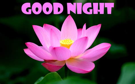 Download Hd Good Night Flowers Images Pictures Wallpapers And Photos