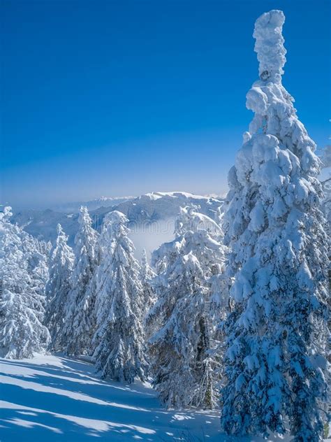 Beautiful Winter Landscape In The Mountains Christmas Background With