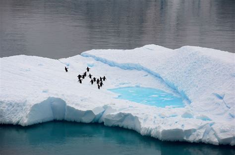بطاريق القطب الجنوبي كم هي رائعة في أحضان الطبيعة الثلجية [12 صورة]