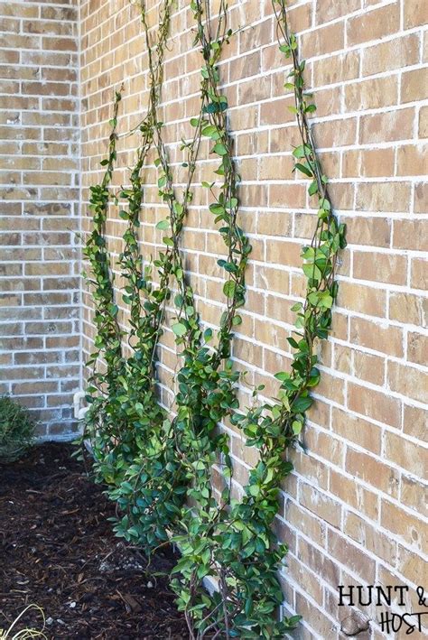 'as climbers grow they get heavier and wires can stretch and sag, so i attached turnbuckles to tighten up the trellis as needed,' says jecca. How to Build A DIY Wire Trellis on a Wall | Wire trellis, Trellis plants, Garden plants design