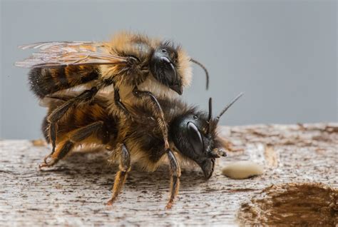 How Do Bees Reproduce A Factual Overview
