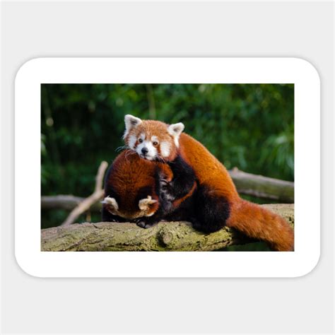 Red Panda Red Panda Sticker Teepublic