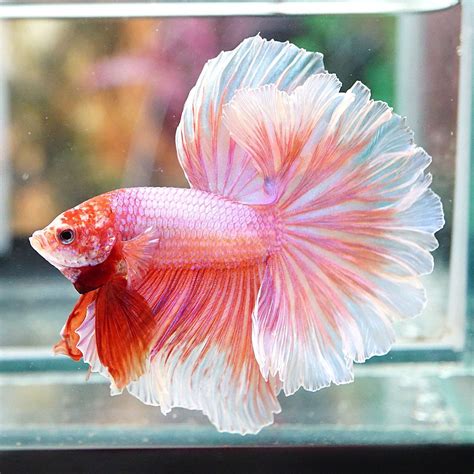 Live Betta Fish Male Fancy Beautiful Sweet Pink Rosetail Halfmoon Hm