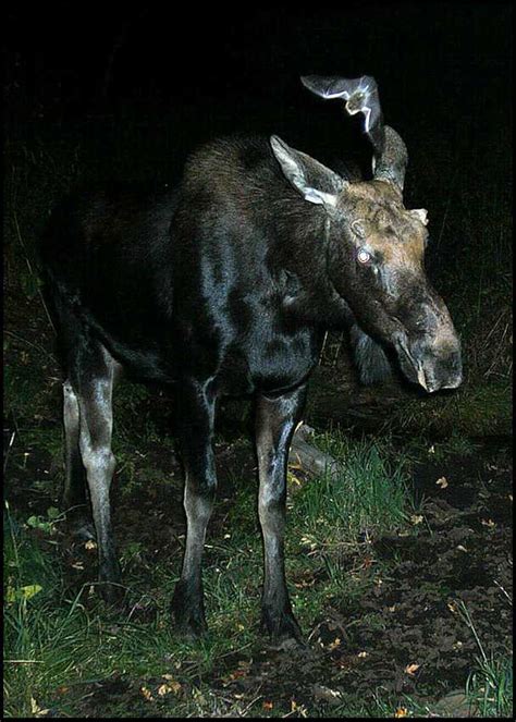 It is a gold mine in greedy hands, but not every photo develops as might be expected. Strange and Unusual Trail Cam Photos