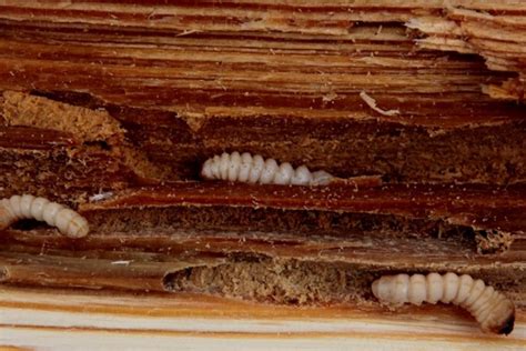 How Much Does Woodworm Treatment Cost Price Guide 2023