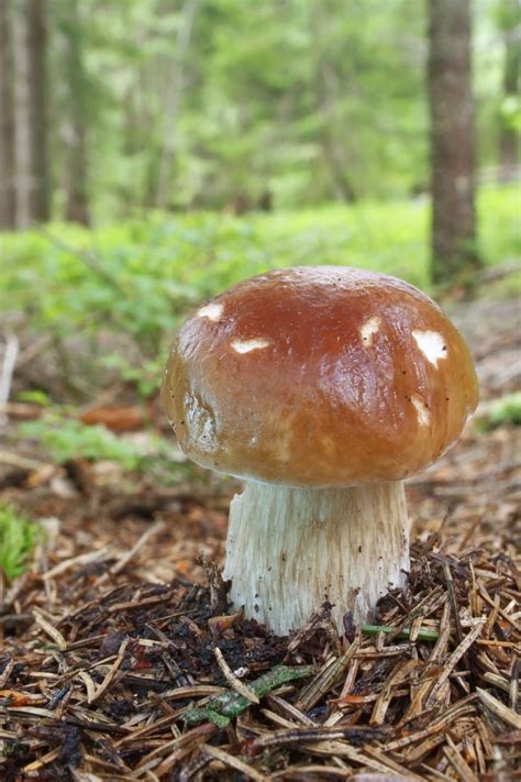 King Boletes Identification And Foraging Stuffed Mushrooms Edible