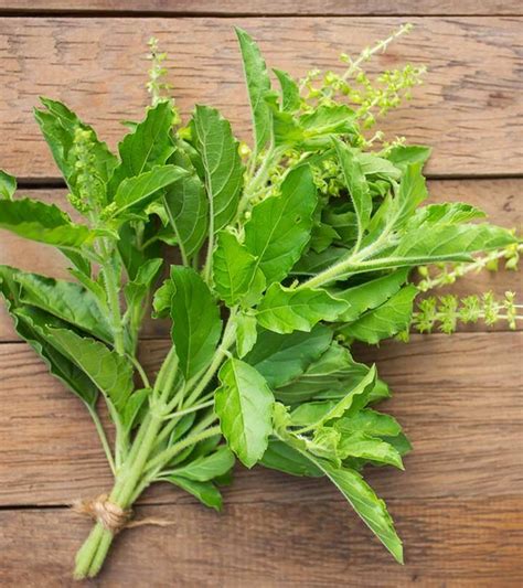 Green Tulsi Patta Ocimum Tenuiflorum Packaging Type Loose Rs 170