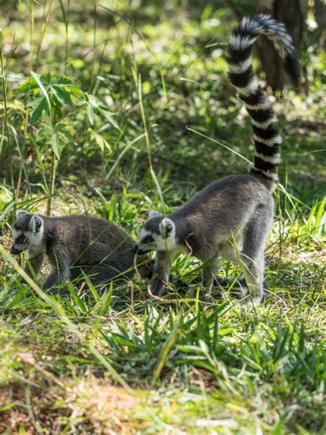 How To Visit The Lemur Park Outside Antananarivo Unusual Traveler