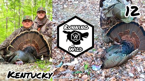 Kentucky Public Land Turkey Hunting Gobblers Everywhere Youtube