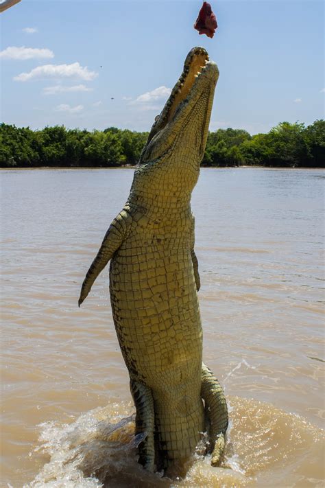 Jumping Saltwater Croc Photo By Teddy Fotiou Saltwater Croc