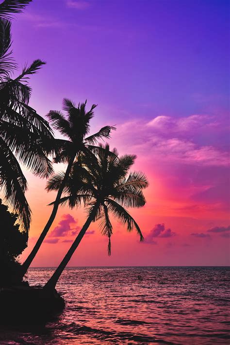 Palm Trees Sea Sunset Twilight Dark Tropics Hd Phone Wallpaper