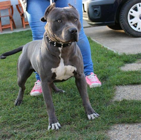 American pitbull terrier blueline hallo liebe leute ich muss blueline welpen abgeben da der blue line ist geimpft entwurmt und ein total süßer verspielter kleiner. Amerika Staff Blue Line - Posts | Facebook