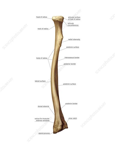 Labelled Radius Bone The Radius Proximal Distal Shaft Teachmeanatomy