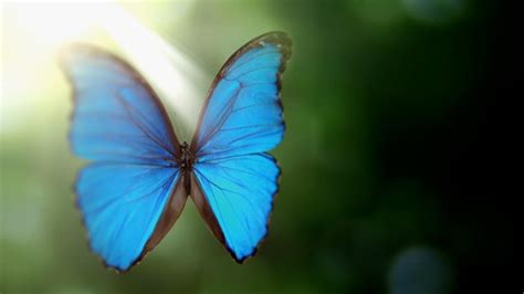 How The Morpho Butterfly Gets Its Iridescent Color Nova Pbs