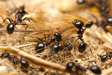 Ant Insects Pest Control Services Young Pest Control