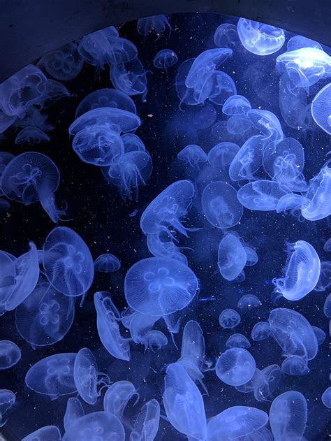 Jellyfish Underwater Blue Aquatic World Hd Phone Wallpaper Pxfuel