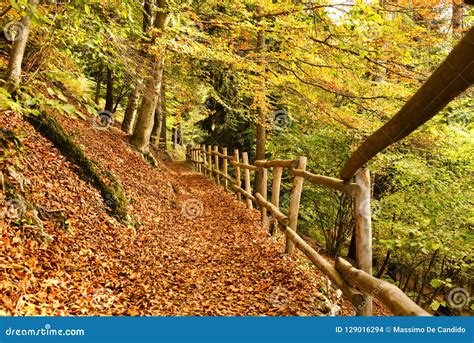 Forest Path With Wooden Fence Stock Photo Image Of Forest Fence